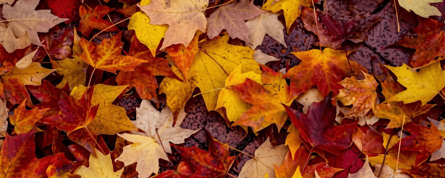 The Ultimate Fall Food Bucket List